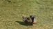un canard